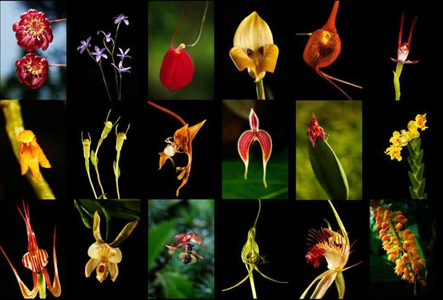 La seleccion natural