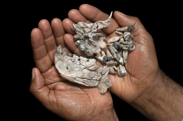 El homínido más antiguo hallado