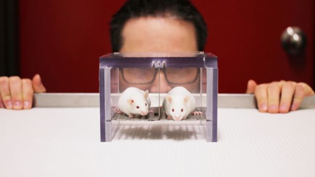 Efecto del experimentador