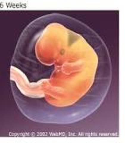 second month of pregnancy