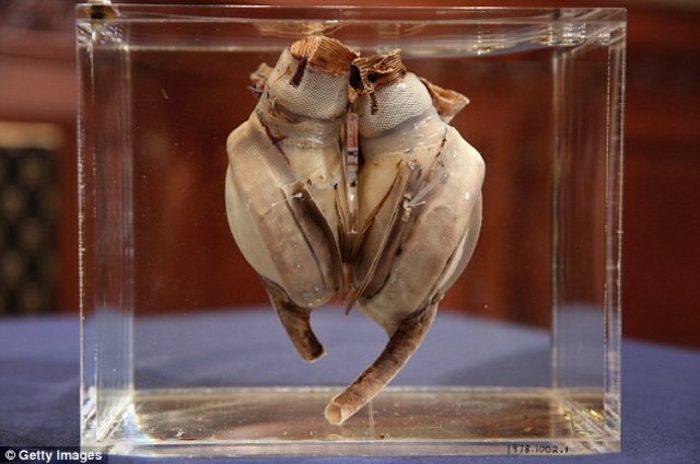 First Self-Regulating Artificial Heart