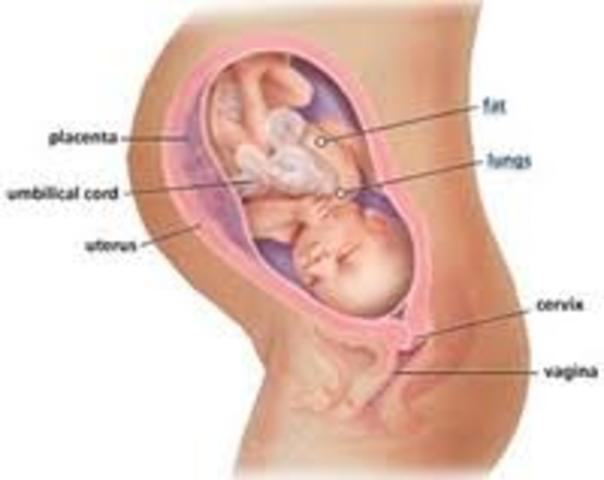 ninth month of prenancy