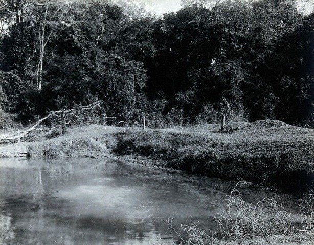 Cultivation In Assam