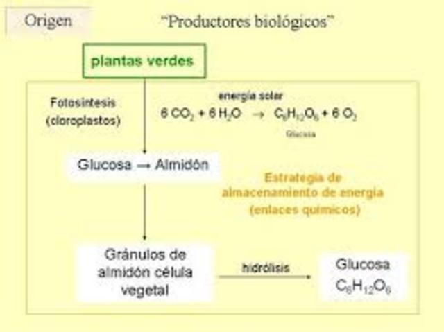 Se produce la glucosa a partir del almidón.