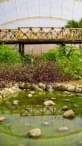 mi despedida en un mariposario