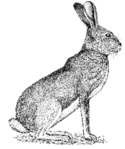 Lewis and Clark reach the Pacific Ocean