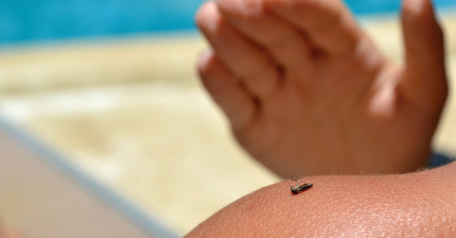 Mosquitos, vector de transmisión en EE.UU