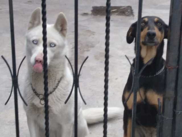 Adopte 2 perritas más