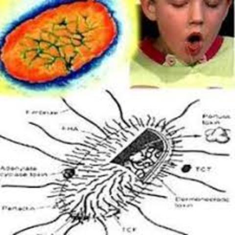 Bacteria de Tos Ferina
