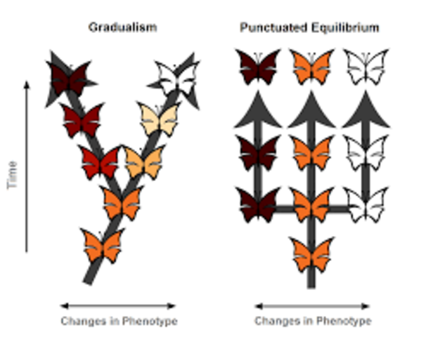 contribution to science