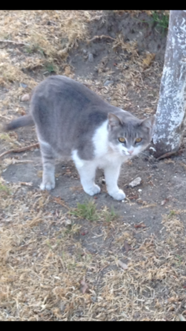 Conocí el amor amor de los Gatos