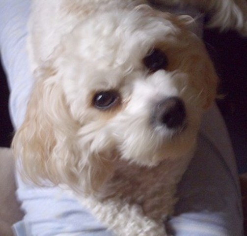 Getting My First Dog