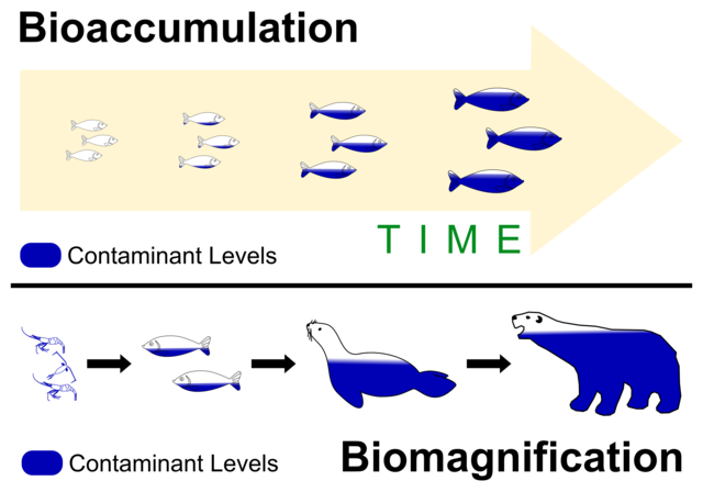 Primer estudio acerca del fenomeno de la biomagnificacion realizado por E.G Hunt Y A.I. Bischoff en Clear Lake California