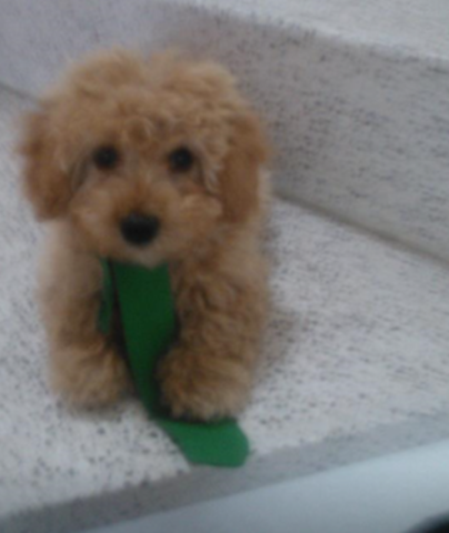 llegada de un nuevo integrante