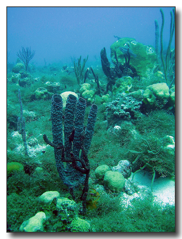 Arhaikum ehk ürgeoon