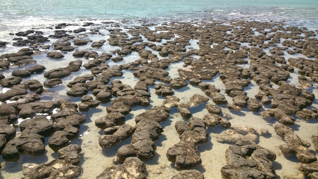 Arhaikum ehk ürgeoon