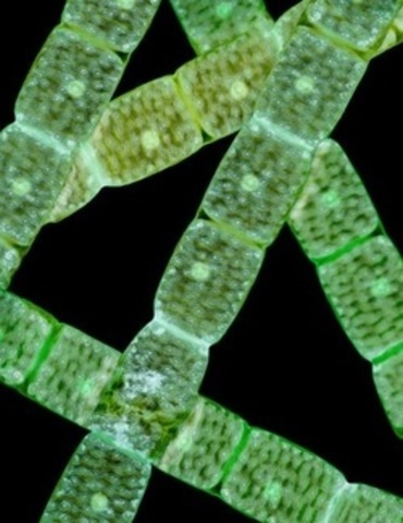 Esimesed mitmerakulised organismid