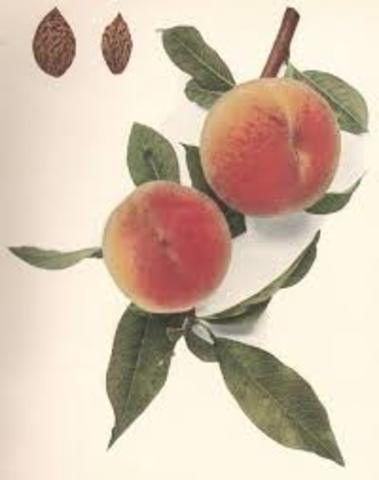 First Written record of standing peach tree
