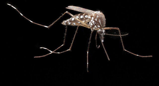 Relación del mosquito y la fiebre.