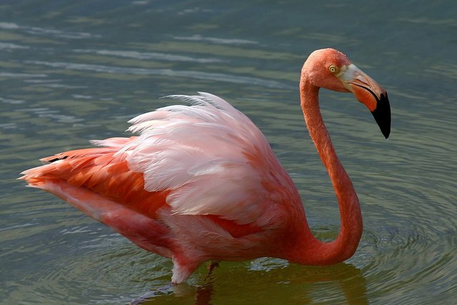 flamingo