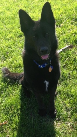 Getting New Dog( Family Turning Point )