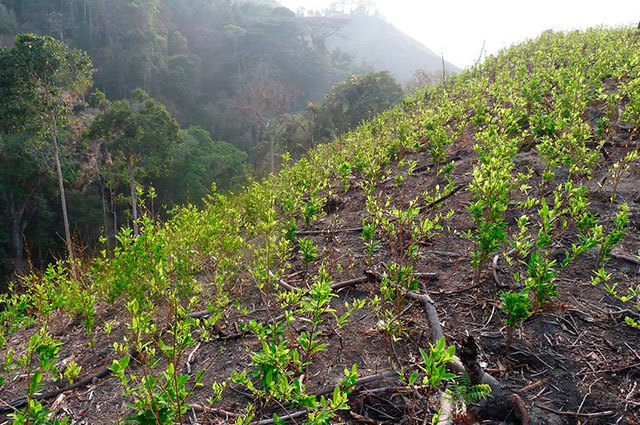 Expansión masiva de cultivos ilícitos