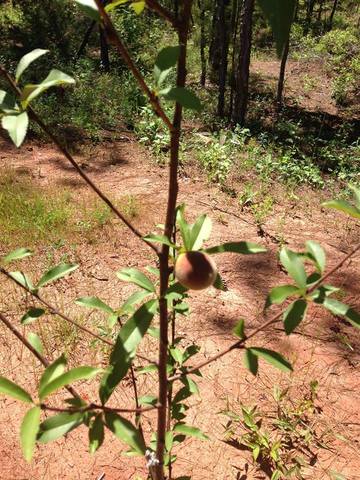 Growing Peaches
