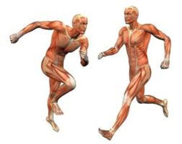 Sistema del cuerpo humano