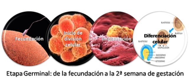 Etapa embrionaria