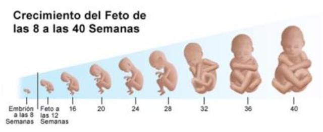 Etapa fetal