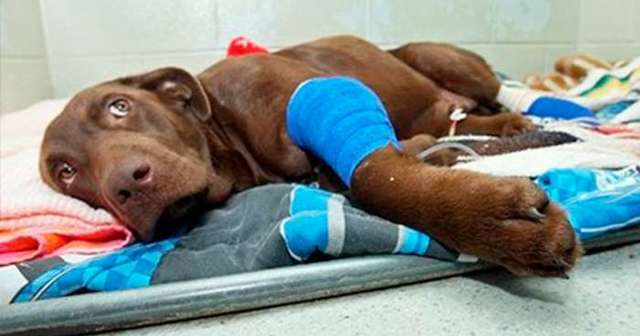 Allen y colaboradores