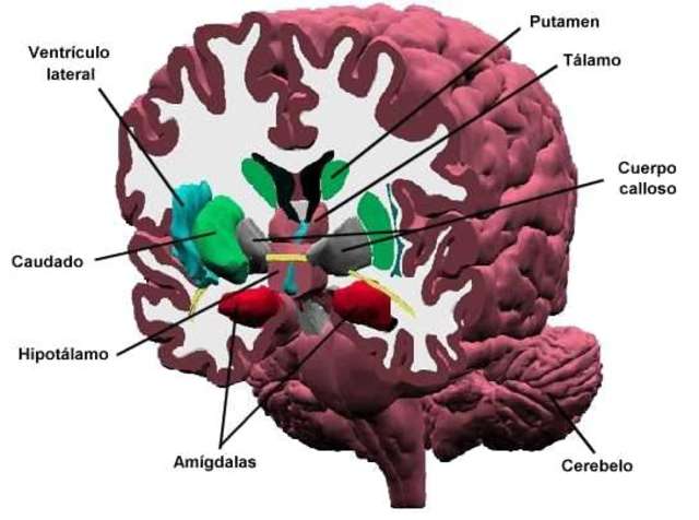 La evolución del cerebro