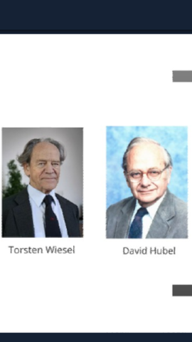 David hubel y torsten wiesel