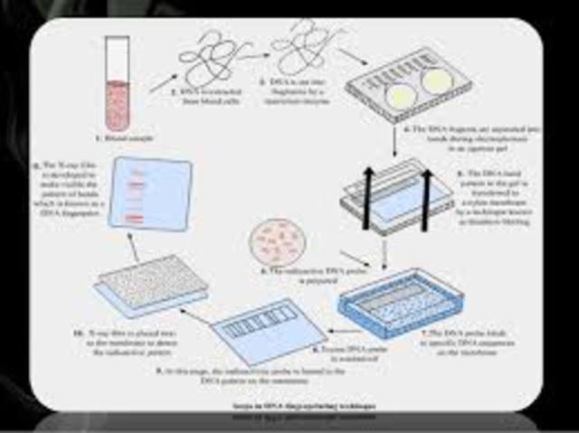 Genetic Fingerprinting Method
