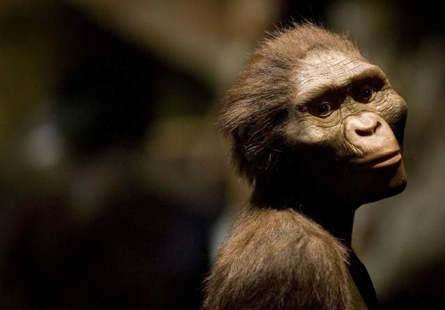 Australopithecus afarensis(Lucy)