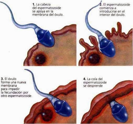 PRIMERA SEMANA - FECUNDACIÓN