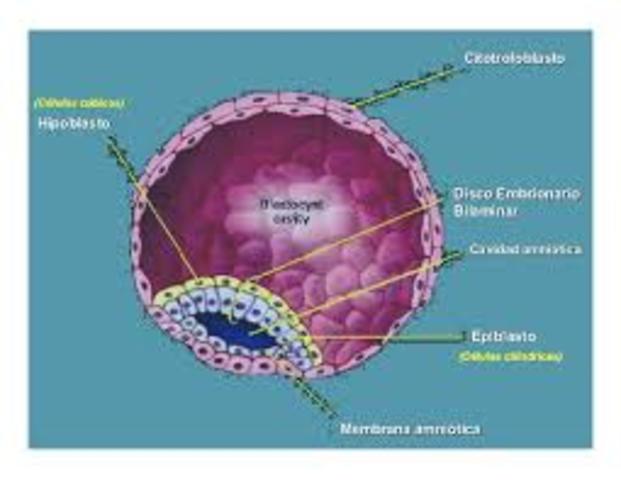 Segunda semana del desarrollo embrionario