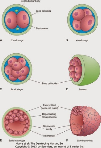 Etapa de segmentacion
