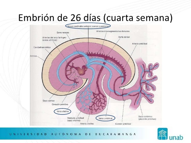 Cuarta semana del desarrollo embrionario