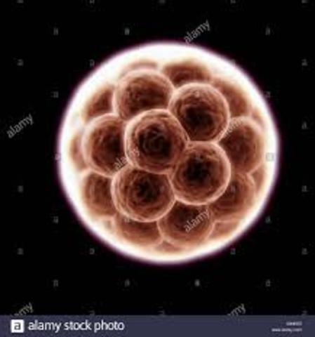 *División celular mitótica del cigoto a la cual se le denomina blastómeros. *Y su resultado es una esfera llamada Mórula.