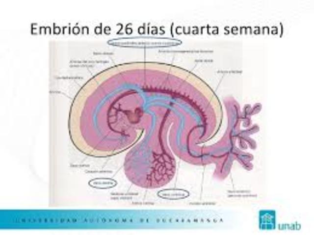 Cuarta semana del desarrollo embrionario