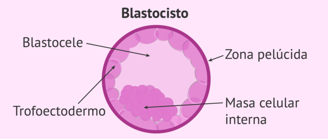Formación del bastocito ( semana 1)