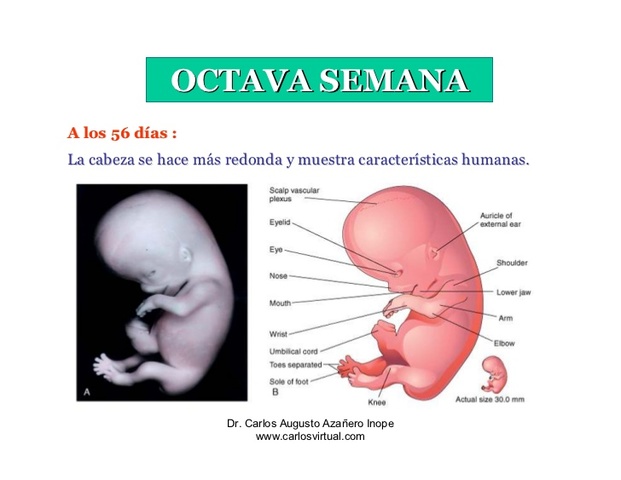 Octava semana del desarrollo embrionario