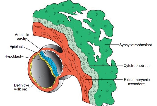 Desarrollo del disco germinativo bilaminar