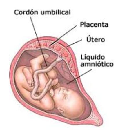 TERCERA SEMANA DEL DESARROLLO