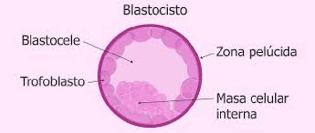 Blastocisto (4-16 días)