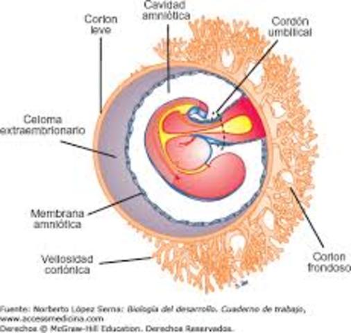 Desarrollo de corión