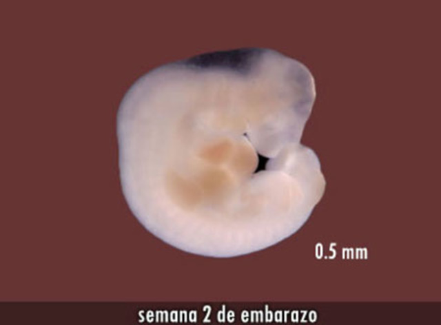 Segunda semana de gestación