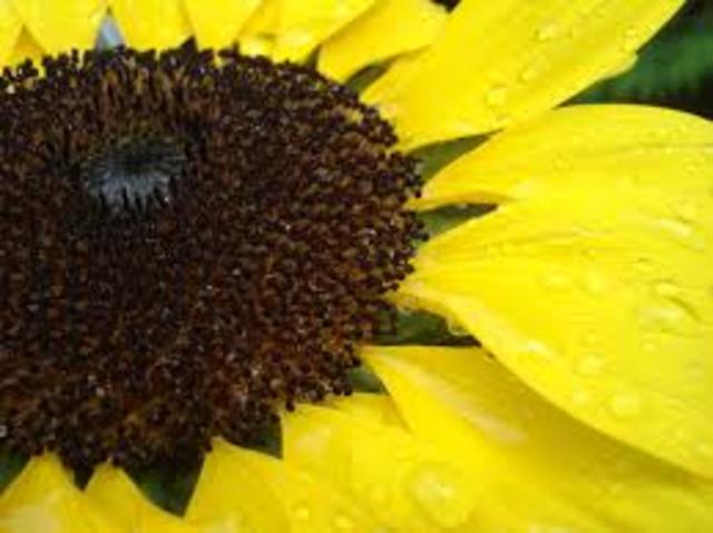 MOVIMIENTO BROWNIANO