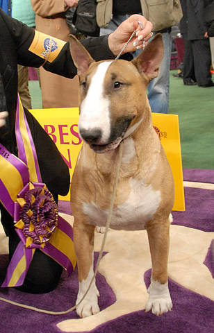 Rocky Top's Sundance Kid